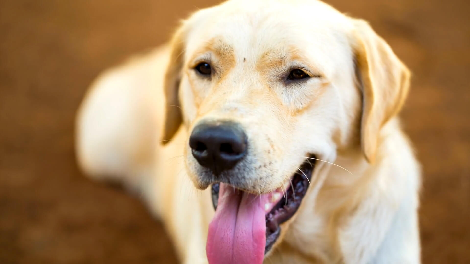 Labrador retriver